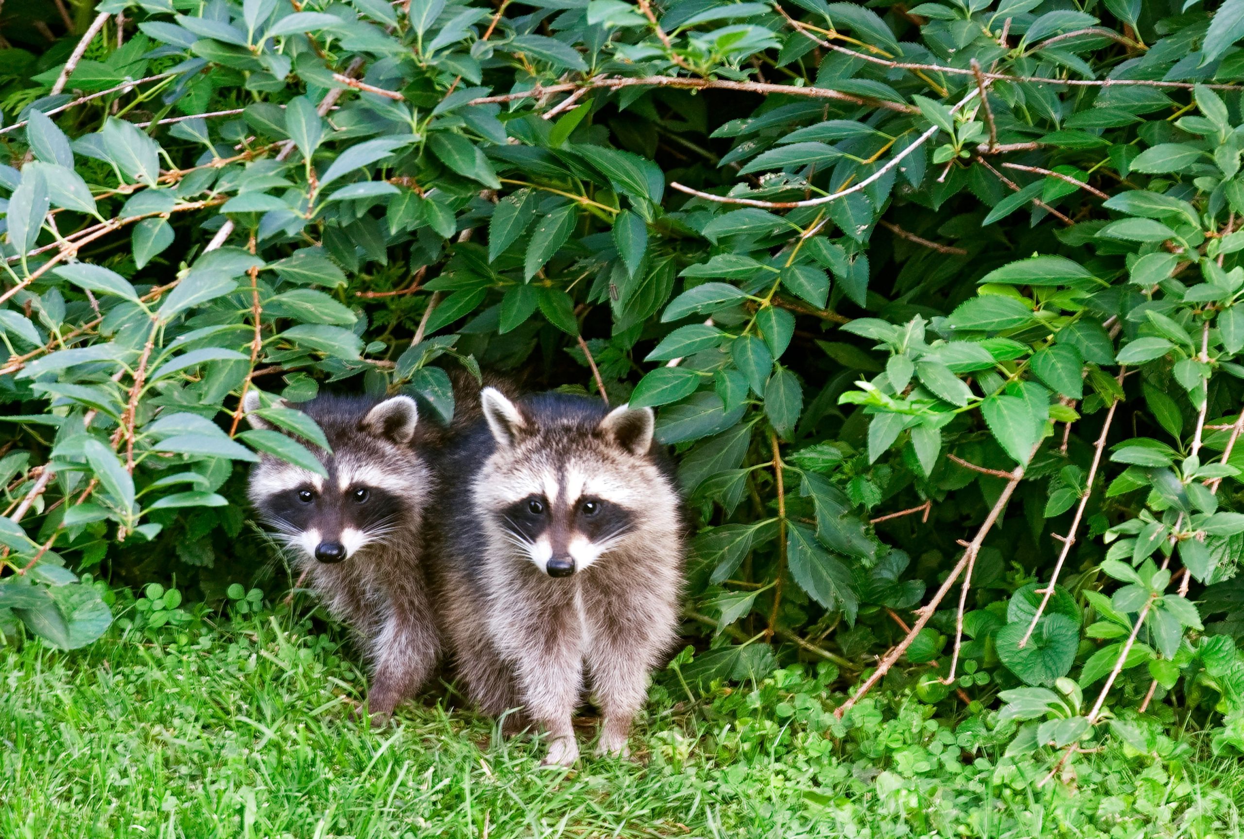 Methods to Get Rid of Raccoons in Your Yard