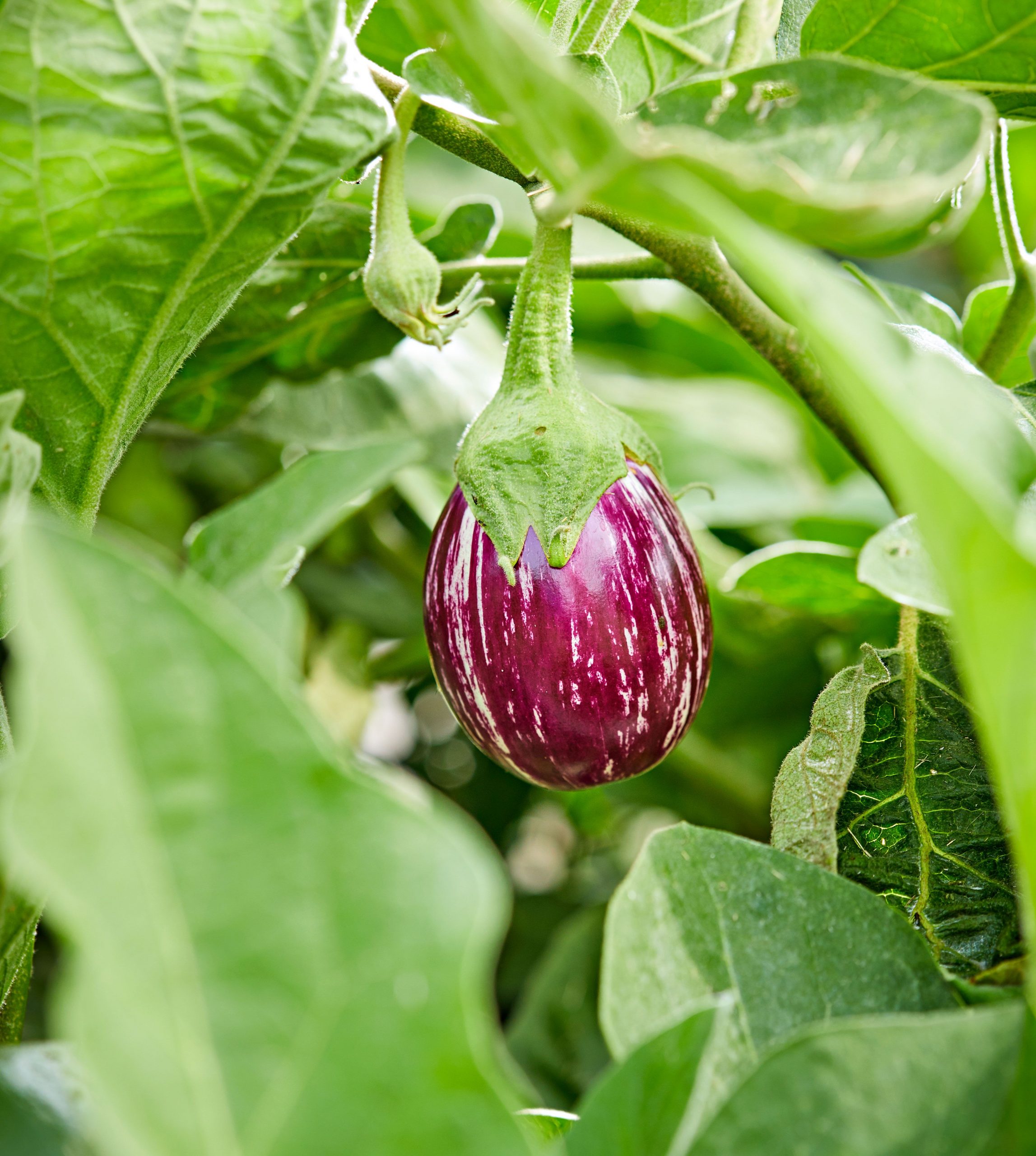 Methods to Plant and Develop Eggplant