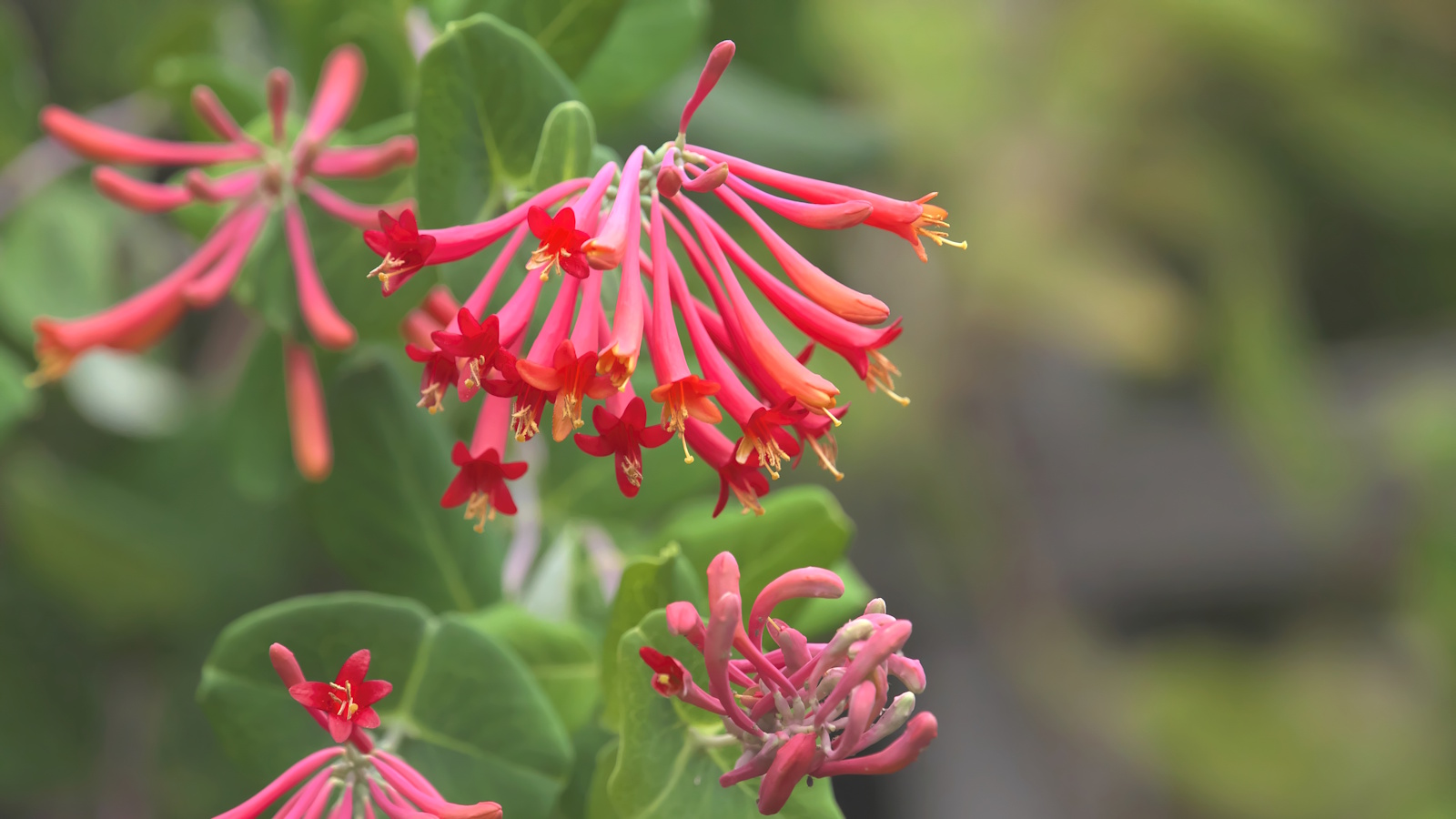 Finest climbers to draw hummingbirds – 5 nectar-rich vines with vibrant, colourful flowers to fill pots and borders