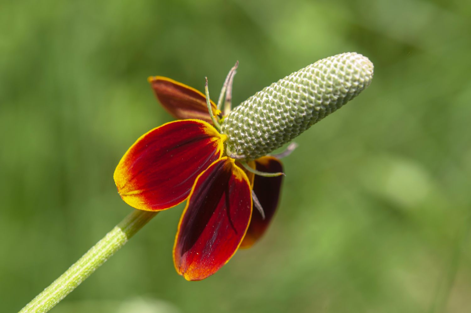 Tips on how to Develop and Take care of Mexican Hat Flower (Prairie Coneflower)