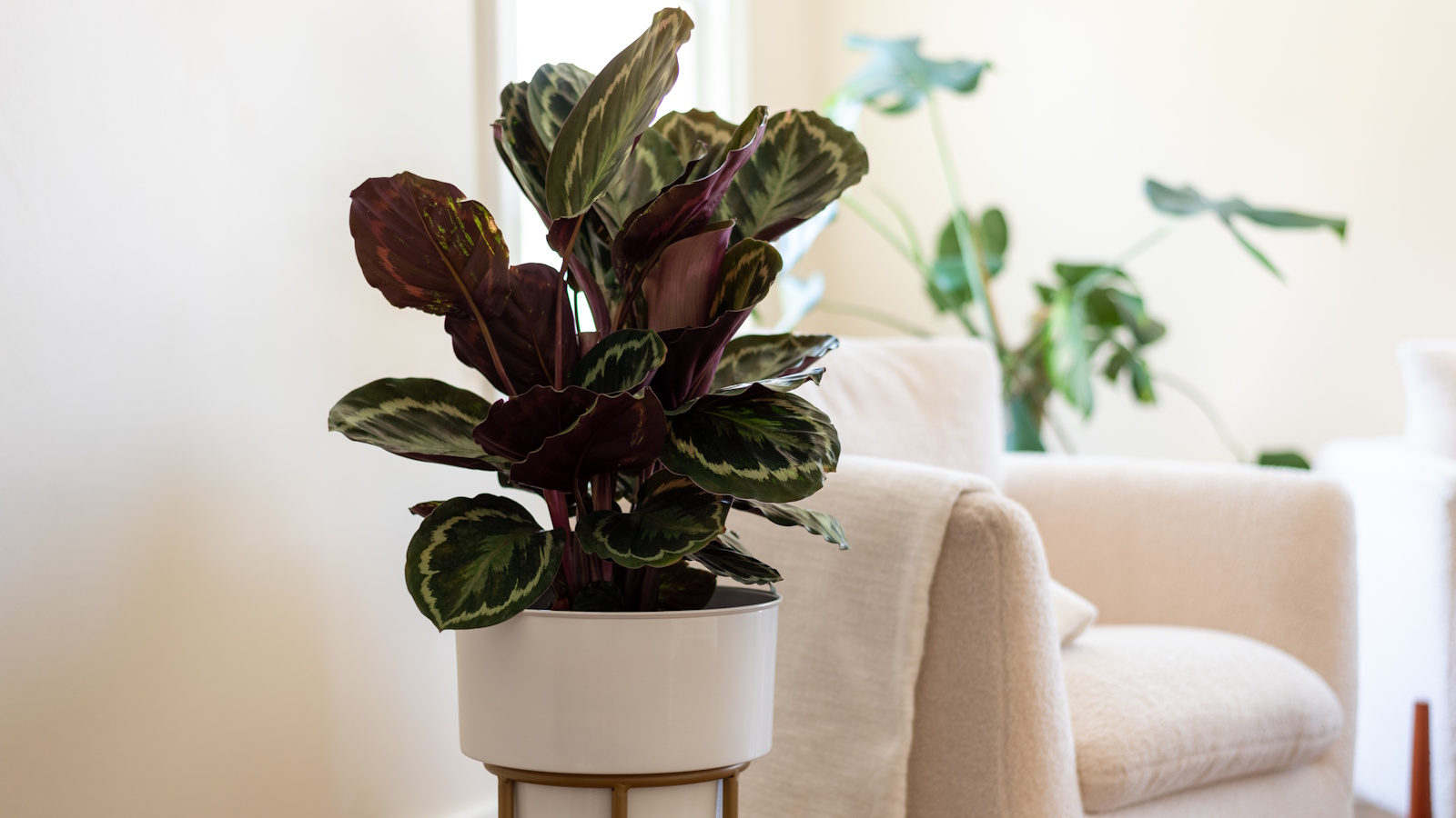 Houseplant consultants assure these 5 steps will revive a dying calathea – plus tips about methods to maintain it thriving going ahead